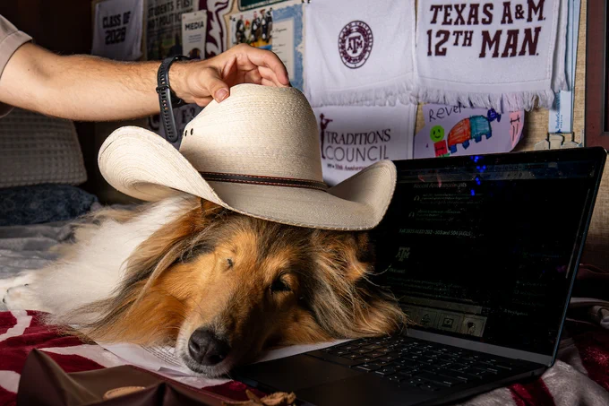 A dog is resting its head on a laptop keyboard, with a hand gently placing a cowboy hat on its head. In the background, Texas A&M University memorabilia is displayed, including a towel with "Texas A&M 12th Man" and other related items.