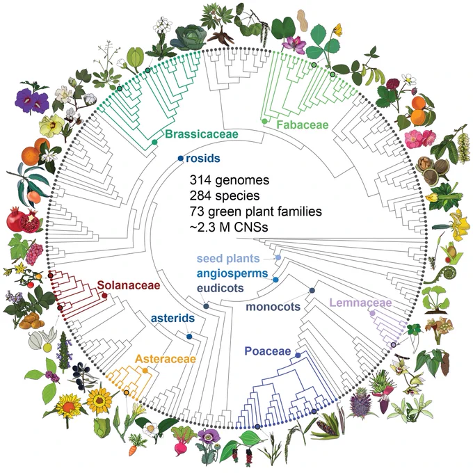  Phylogeny of the 284 species of plants included in Conservatory data set. Conservatory uncovered ~2.3 million conserved non-coding DNA sequences across 284 plant species from 72 families including eudicots, monocots, gymnosperms, and algae. Illustrations by Professor Madelaine Bartlett.