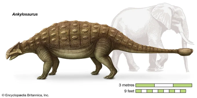 Diagram of an Ankylosaurus