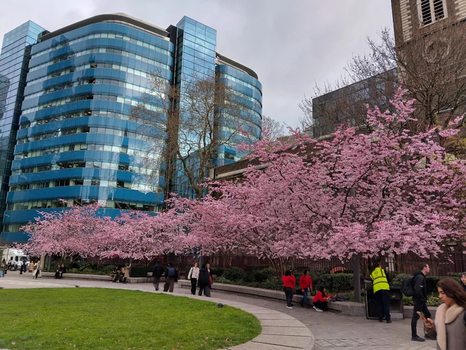 Cherry Blossom in Aldgate