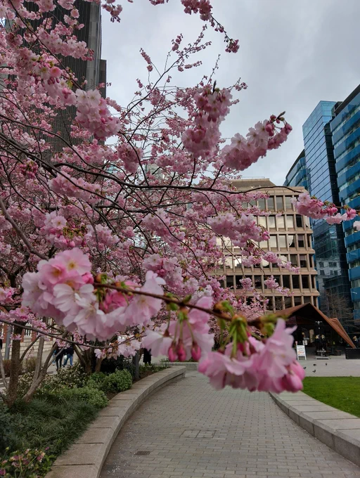 Cherry Blossom in Aldgate
