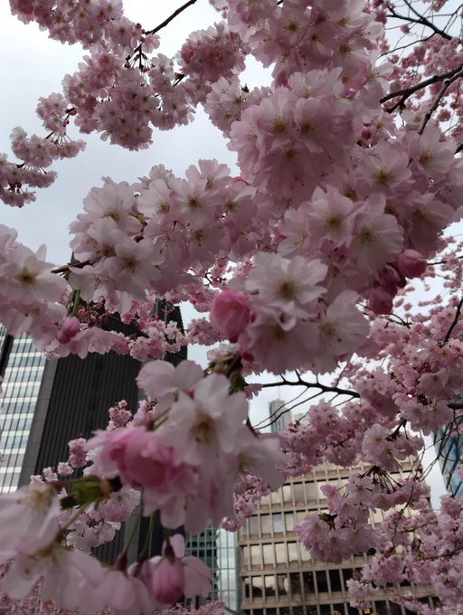Cherry Blossom in Aldgate