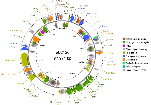 Fig. 3. Arrow map of the plasmid pB2126 found in B21128 and B26140 isolates. Antibiotic resistance and other relevant genes were coloured according to the legend presented in the figure.