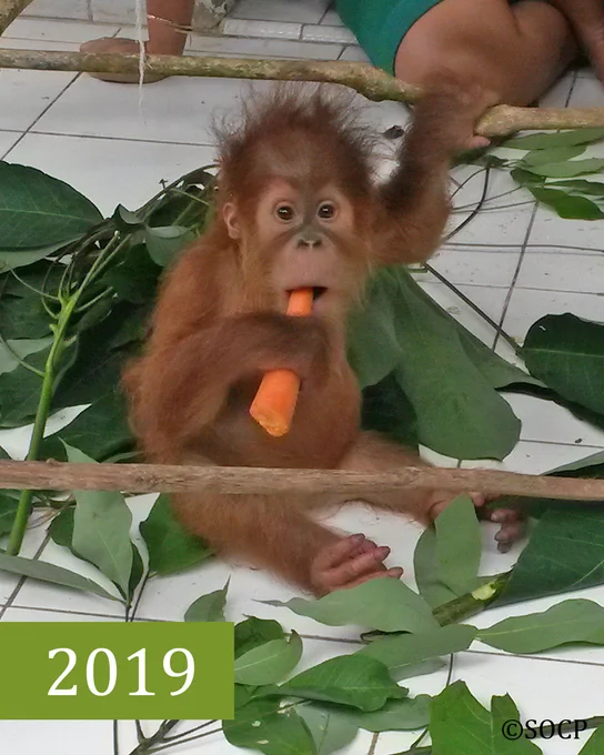 Das Orang-Utan-Weibchen Brenda sitzt auf dem Boden und frisst eine Karotte. Unten steht 2019.