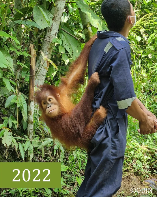 Das Orang-Utan-Weibchen auf dem Rücken ihres Pflegers. Unten steht 2022.