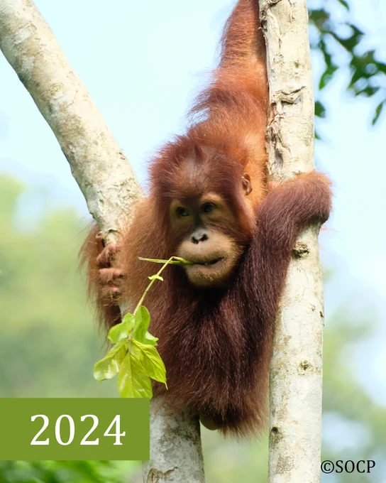Das Orang-Utan-Weibchen Brenda hängt an einem Baumstamm und hat ein Blatt im Mund. Unten steht 2024.