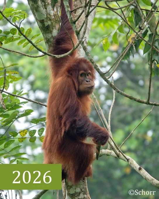 Das Orang-Utan-Weibchen Brenda steht auf einem Ast in einer Baumkrone. Unten steht 2026.