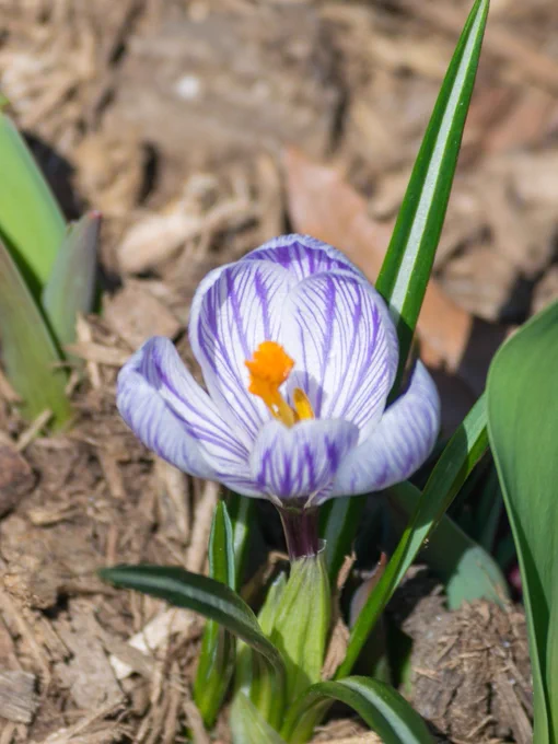 A lavender colored crocus growing in Central Park.