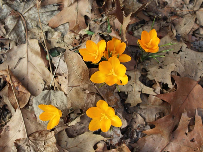 A bunch of golden-yellow crocuses growing from leaf litter in Central Park.