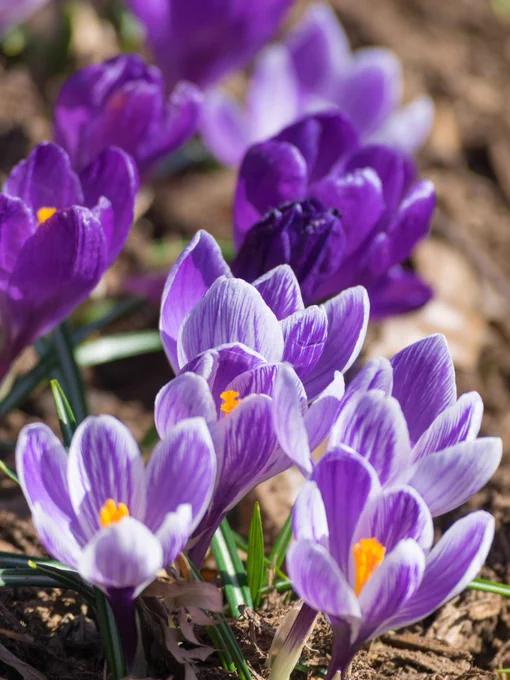 Purple crocuses growing in a clump in Central Park in the spring.