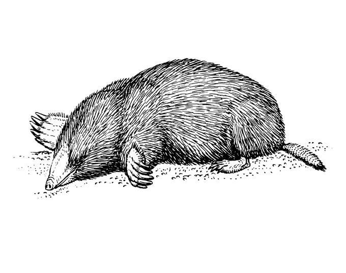 line drawing of a mole