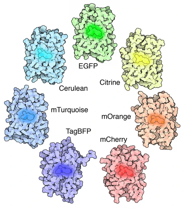 Sampler of the fluorescent proteins that are currently available in the PDB archive (3m24 , 2q57 , 4ar7 , 2y0g , 1huy , 2h5o , 2h5q ). All of these proteins are similar to GFP, with the familiar beta barrel fold surrounding a self-assembled chromophore threaded through the center of the molecule. The variously colored chromophores, however, differ slightly from one another and the amino acids surrounding the chromophore further tune the light that is emitted.