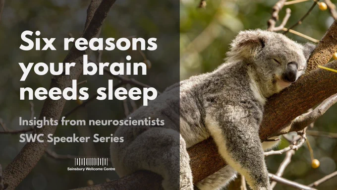 'Six reasons your brain needs sleep. Insights from neuroscientists, SWC Speaker Series,' and a photo of a sleeping koala (koalas sleep for 18-22 hours per day).