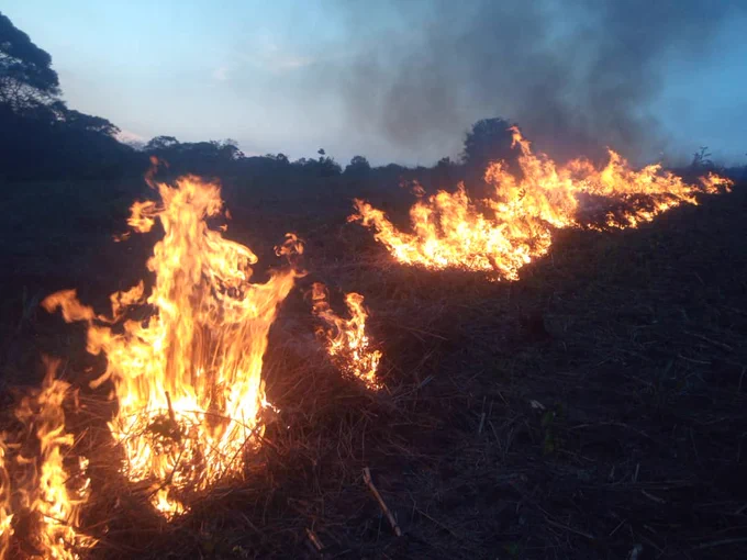 Wildfire burning near Budongo Forest In Masindi district