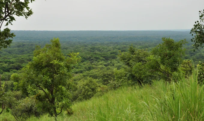 Section Budongo forest in Murchison falls National Park
