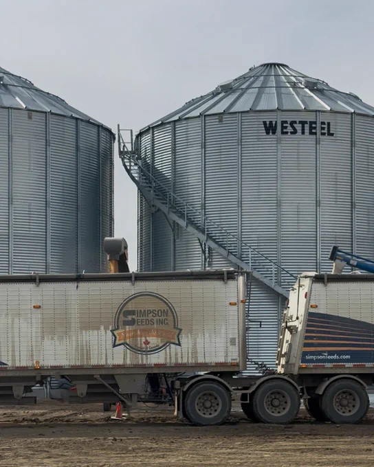A large truck from Simpson Seeds Inc. is parked in front of two silver grain silos labeled "WESTEEL." A chute is unloading grain into the truck. The sky is overcast.