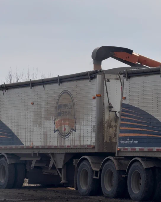 A large truck with the logo "Simpson Seeds Inc." is being loaded with grain through an extended chute on a farm. The side of the truck displays the Simpson Seeds website. The surrounding environment appears rural, with bare trees in the background.