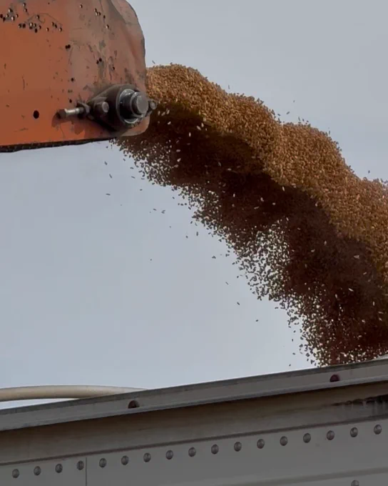 A stream of harvested grain pours from an industrial chute into a container below, with clear skies in the background.