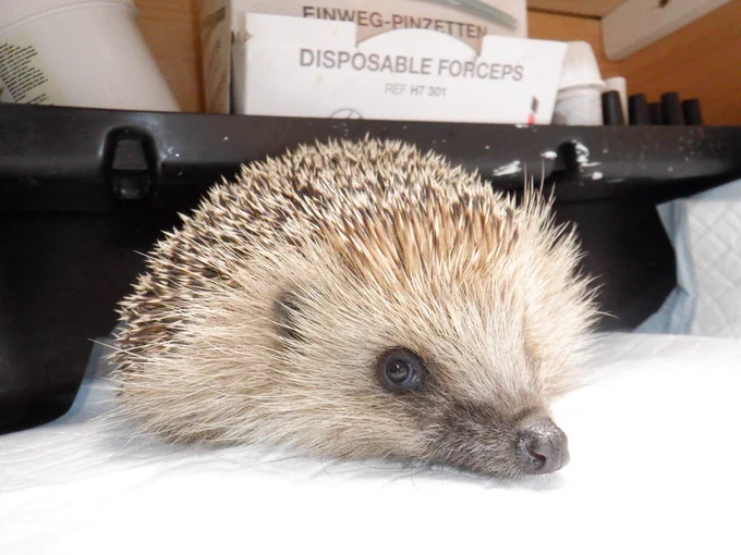 Christian, a patient at Hedgehog Cabin, the multi award winning hedgehog hospital.
