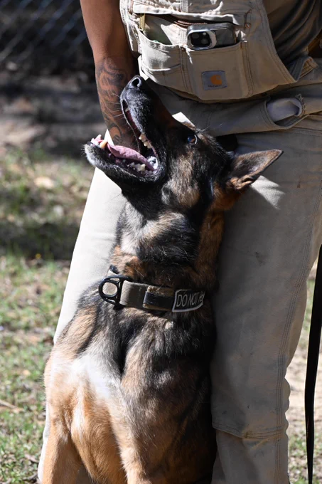 Mitlitary Working Dogs at Fort Jackson for K9 Veteran's Day - March 13, 2026