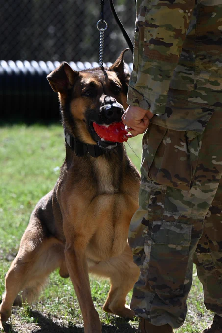 Mitlitary Working Dogs at Fort Jackson for K9 Veteran's Day - March 13, 2026