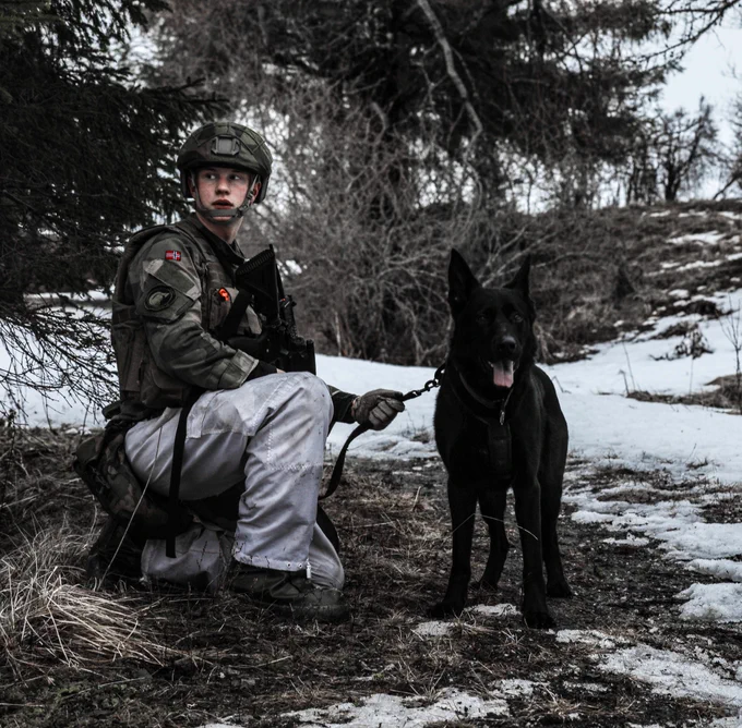A member of the RAF Regiment knelt down next to a working dog.