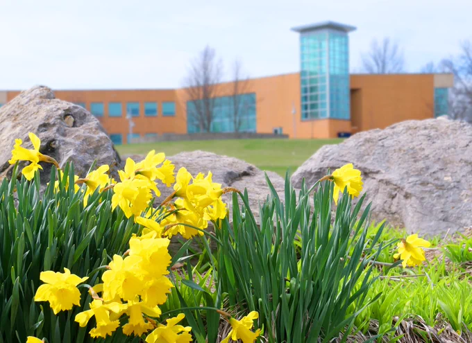 A cluster of vibrant yellow daffodils in the foreground, with large rocks behind them. In the background, a modern building with a glass tower and brick facade is visible, set against a clear sky.