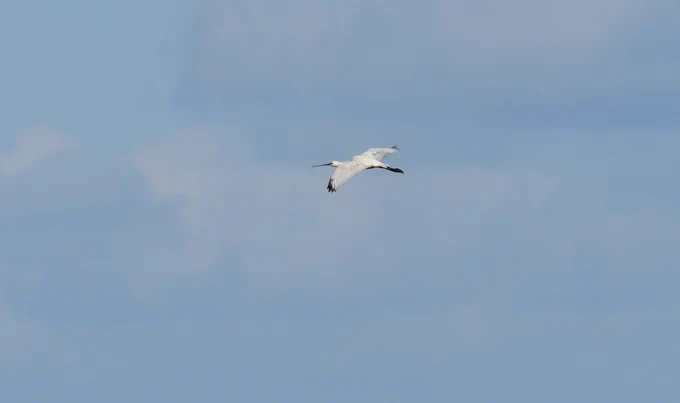 A Spoonbill in flight