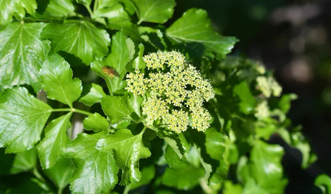 A photo of Alexanders, a light green flower with dark green leaves