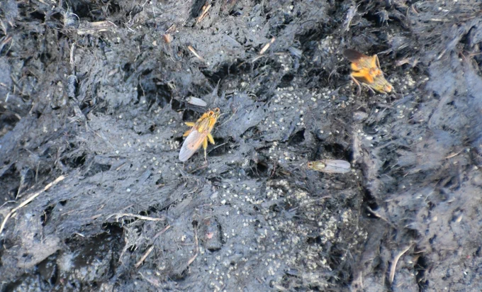 Four Yellow Dung flies on manure with two of them mating