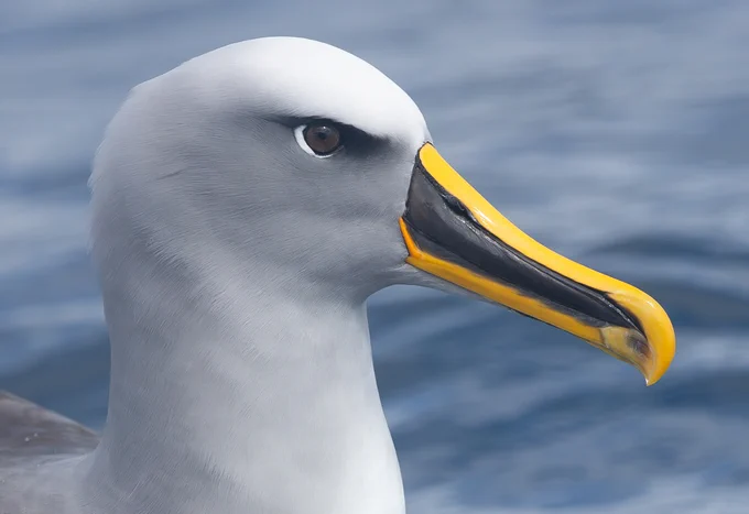 Buller's Albatross, Stewart Island Pelagic.