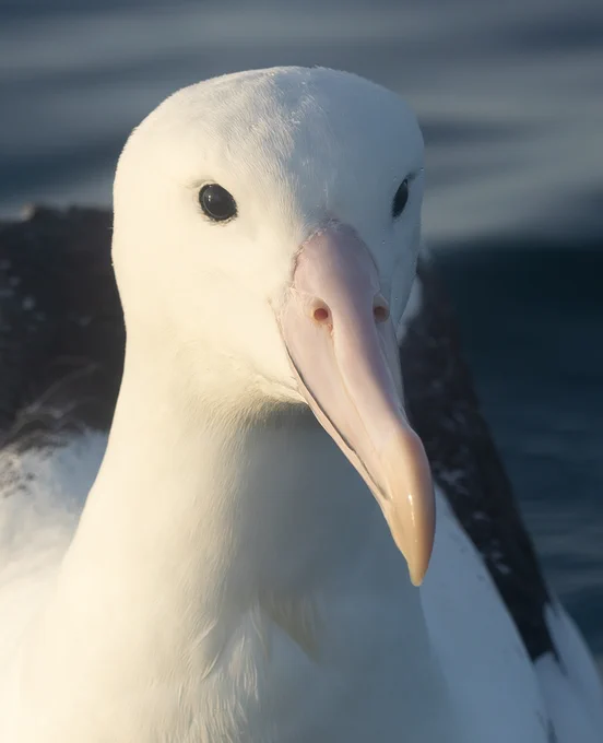 Northern Royal Albatross, Kaikoura Pelagic.