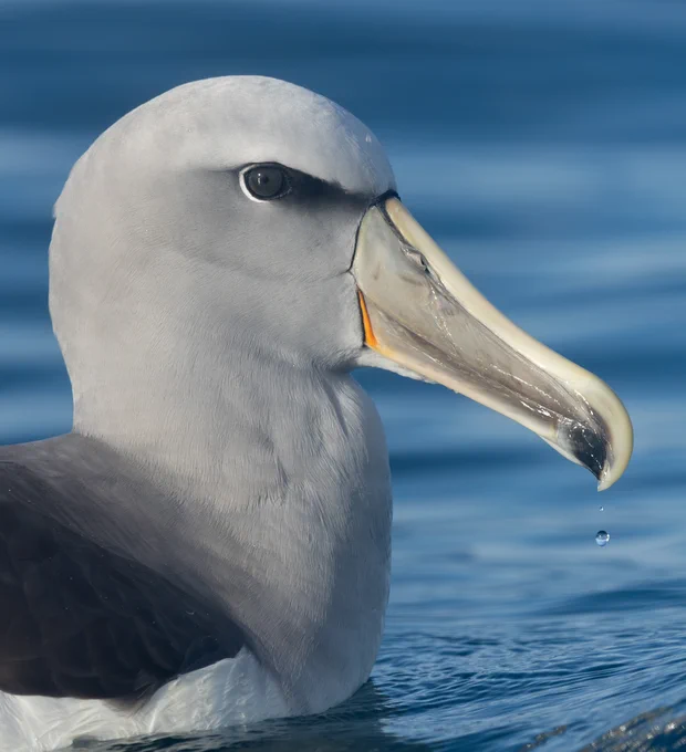 Salvin's Albatross, Kaikoura Pelagic.