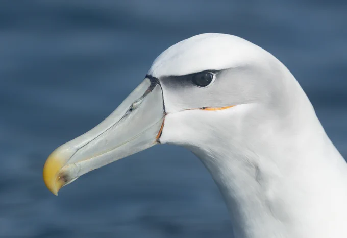 White-capped Albatross, Kaikoura Pelagic.