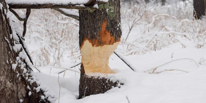 a snowy scene with a standing tree that has been chewed up by a beaver.