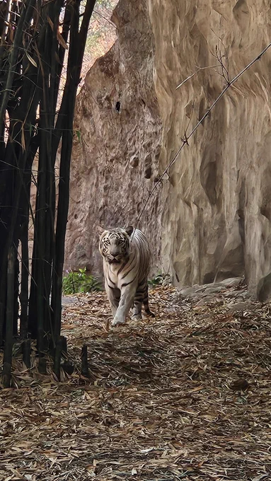 A rare white tiger strolling in the wild