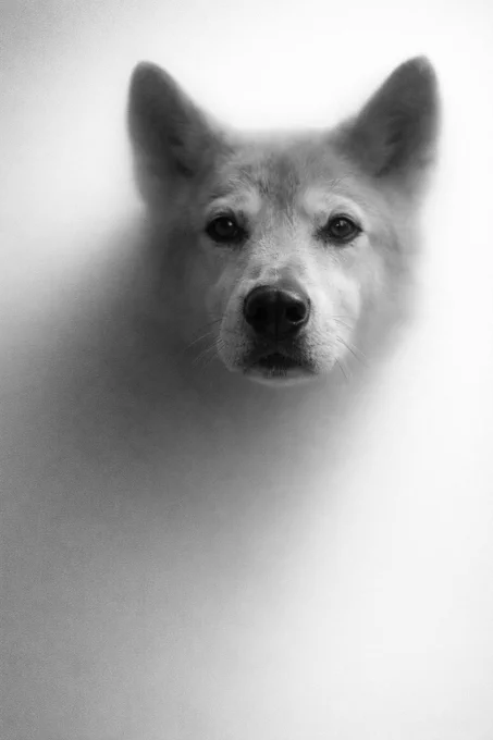 Black and white image of a dingo’s face emerging through a frosted surface, nose and eyes sharply defined while the body fades into a soft blur.