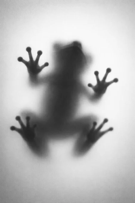 Blurred silhouette of a frog pressed against a translucent surface, with its splayed toes and fingertips clearly visible against the glass.