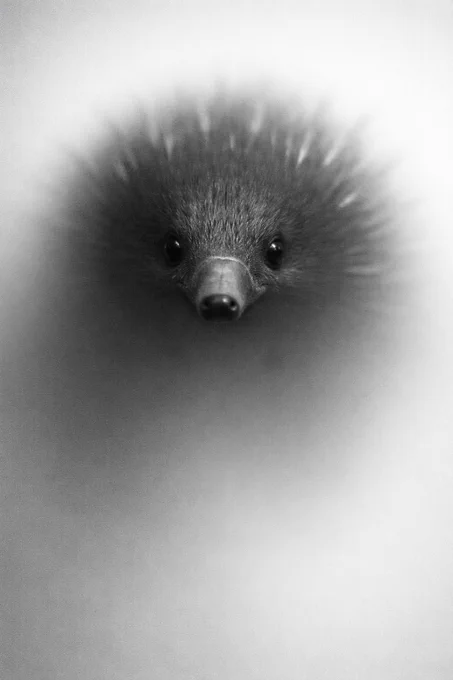 Close-up black and white image of an echidna’s face pushing through a hazy surface, its snout and fine spines subtly visible through the blur.