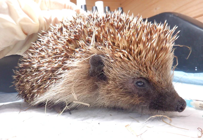 Palmer, a patient at Hedgehog Cabin, the multi award winning hedgehog hospital.