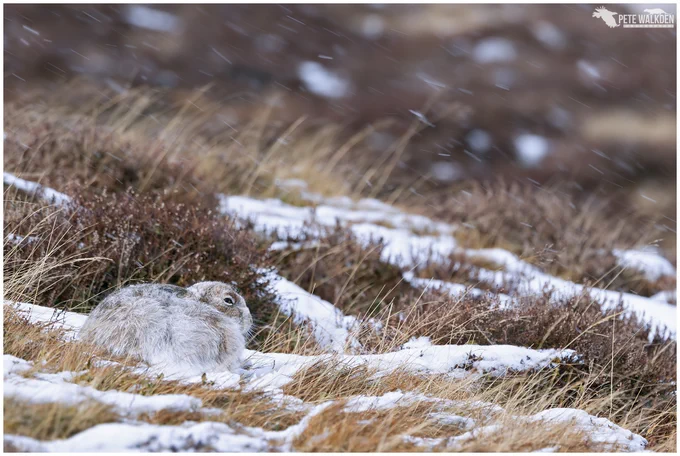 Mountain hare in the snow, in March, in the Scottish Highlands. With streaking snow...
