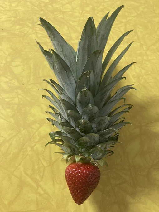 The green top of a pineapple apparently growing out from the top of a ripe strawberry.