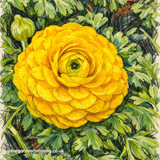 renunculus yellow flower.
upthegardencompany.co.uk