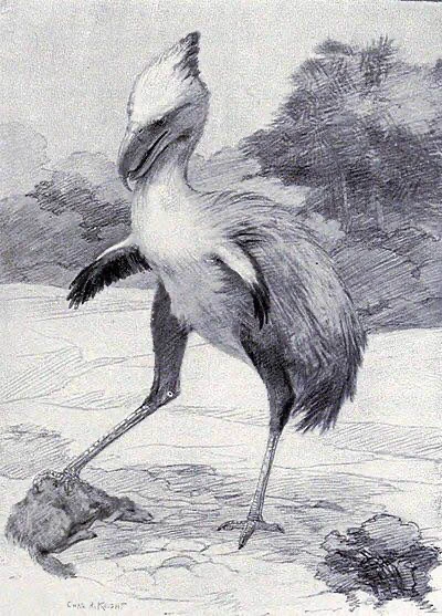 Art by Charles Knight