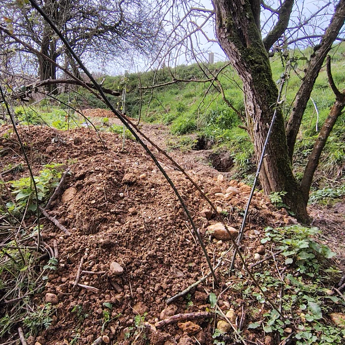 Two badger sett entrances linked by a pathway, each marked by loose soil dug from the grass covered bank and each next to a hawthorn tree.