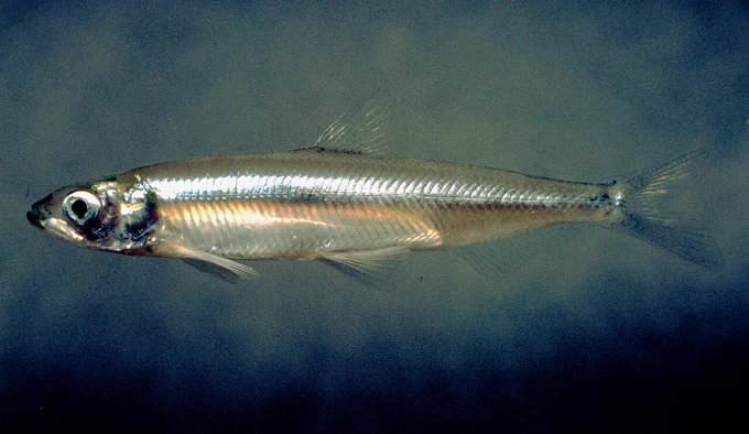 Delta Smelt (Hypomesus transpacificus). Native to the Sacramento–San Joaquin River Delta region of northern California, 2005, by B. Peterson, Moose / U.S. Fish and Wildlife Service, via Wikimedia Commons, Public Domain