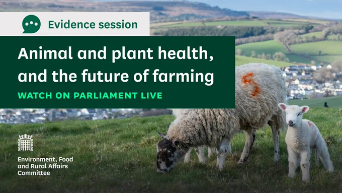 Evidence session.
Animal and plant health, and the future of farming.
Watch on Parliament Live.
Environment, Food and Rural Affairs Committee.
Photo shows a female sheep, a ewe and her lamb in a green farmers field overlooking a small town or village.