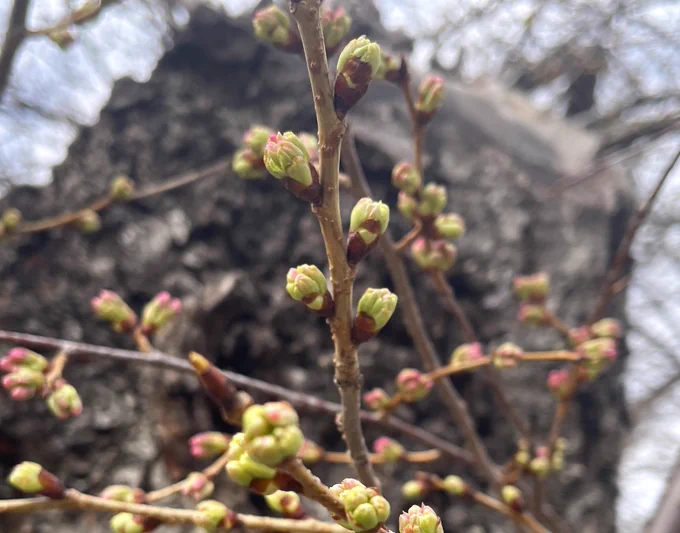 Several thin tree branches covered in clusters of green buds with pink tips stretching out.