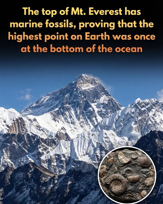 The Highest Point on Earth Was Once an Ocean Floor

When climbers reach the summit of Mount Everest, they are standing on rocks that were once part of an ancient sea floor. The top of the world is made of marine limestone containing fossils that are about 450 million years old.

Near the summit, scientists have found fossils of ancient marine organisms such as crinoids, trilobites, and brachiopods. These fossils are preserved in a rock layer known as the Qomolangma Formation, which forms the uppermost part of the mountain. These organisms once lived in shallow tropical waters long before the Himalayas existed.

The explanation lies in plate tectonics. Hundreds of millions of years ago, this region was covered by the Tethys Ocean. Over time, sediments and shells accumulated on the ocean floor and hardened into limestone.

About 50 million years ago, the Indian tectonic plate collided with the Asian plate. The immense pressure from this collision pushed the ancient seabed upward.