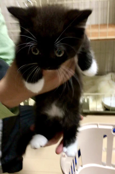 A small black-and-white kitten being held in someone’s hands